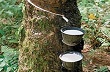 Giá cao su kỳ hạn Tokyo chạm mức cao nhất trong hơn 2 tuần do đồng yên suy yếu
